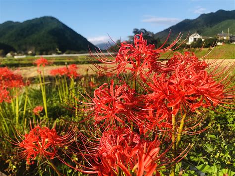 彼岸花開花|【彼岸花】今年はヒガンバナの開花が遅い！？〜気温と開花時期。